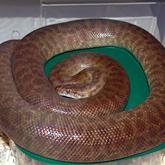 Childrens python - Antaresia childreni